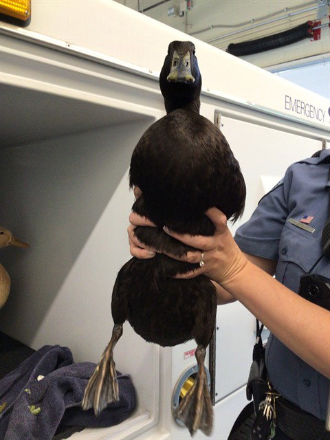 *PLUM, a poultry for adoption from Adams County Animal Shelter