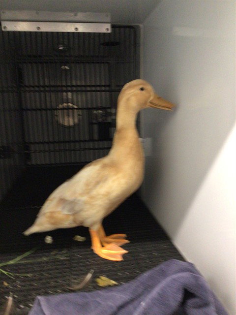 *PERSIMMON, a poultry for adoption from Adams County Animal Shelter