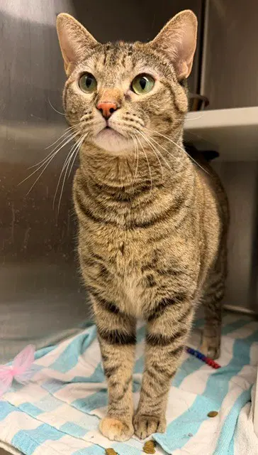 Nala - Domestic Short Hair