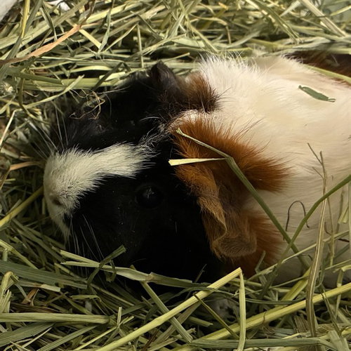 CHOCOLATE, a guinea pig for adoption from Adams County Animal Shelter