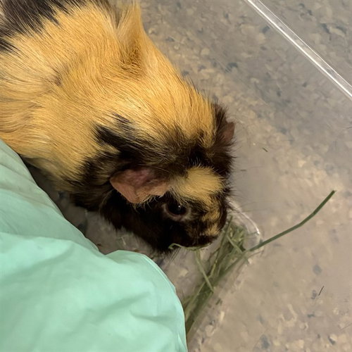 MOCHA, a guinea pig for adoption from Adams County Animal Shelter