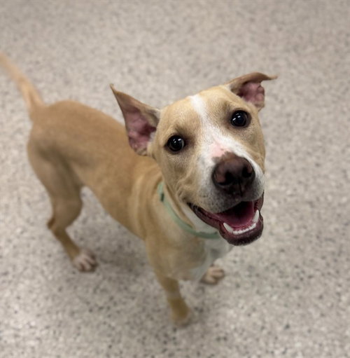 KODA, a dog for adoption from Adams County Animal Shelter
