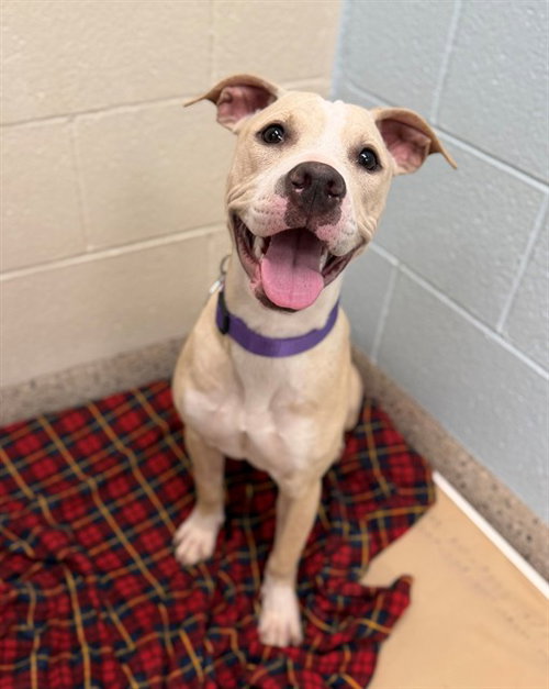 URSULA, a dog for adoption from Adams County Animal Shelter