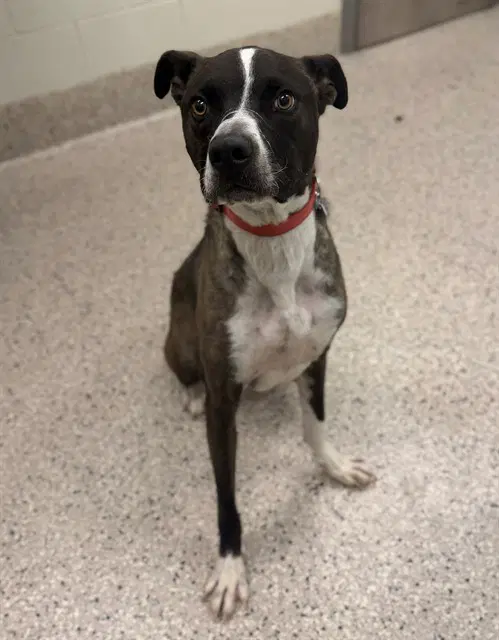 Dude - Pit Bull Terrier
