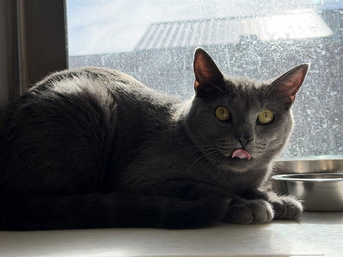 SIMBA, a cat for adoption from Adams County Animal Shelter