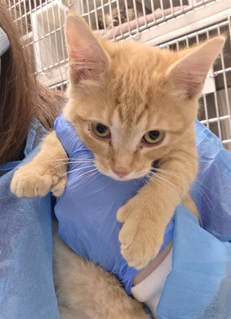 GINGER, a cat for adoption from Adams County Animal Shelter