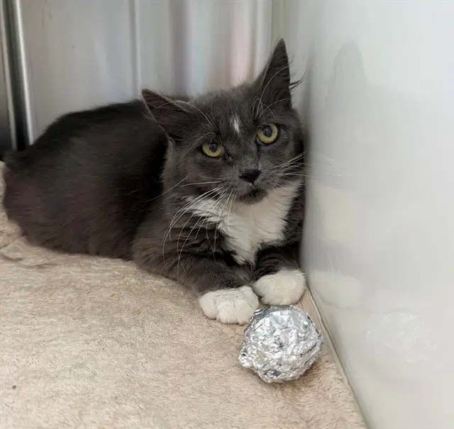 Lavish - Domestic Long Hair
