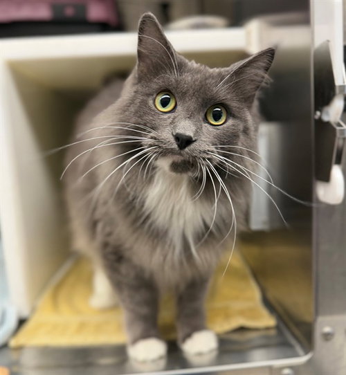 BOOTS, a cat for adoption from Adams County Animal Shelter