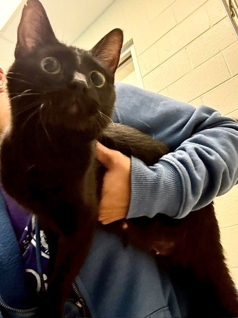 *LUCILLE, a cat for adoption from Adams County Animal Shelter