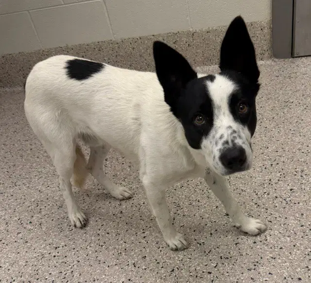 Foxton - Australian Cattle Dog/Blue Heeler