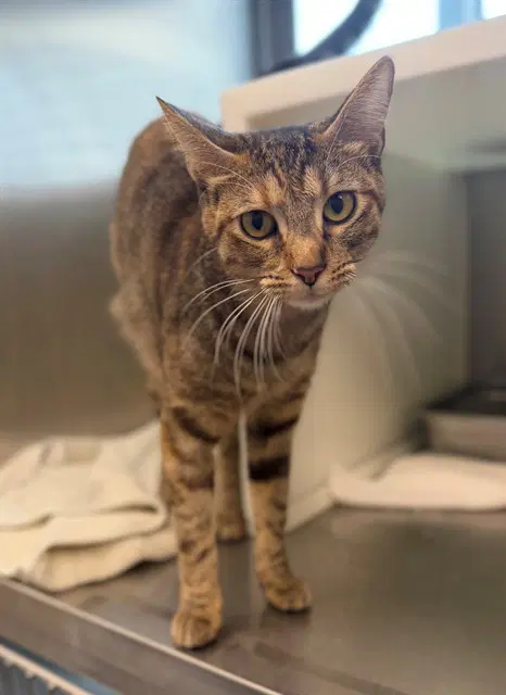 Jayco - Domestic Short Hair