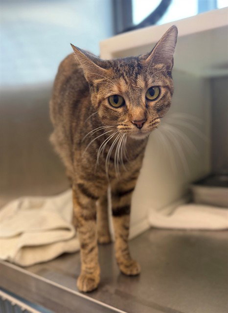 *JAYCO, a cat for adoption from Adams County Animal Shelter