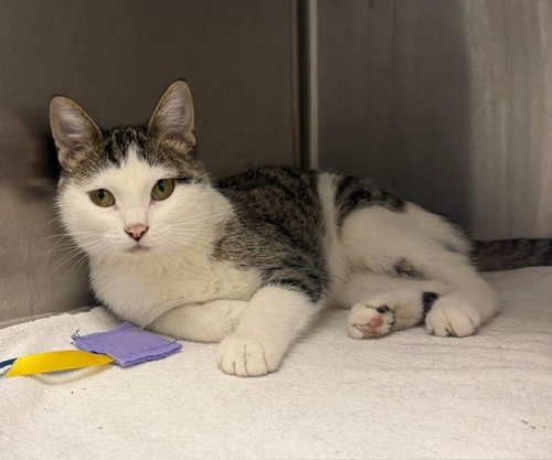 *GINKO, a cat for adoption from Adams County Animal Shelter
