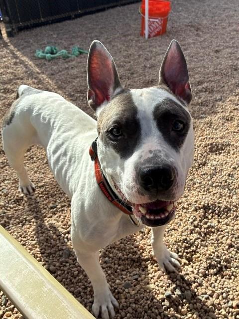 PIZZA, a dog for adoption from Adams County Animal Shelter