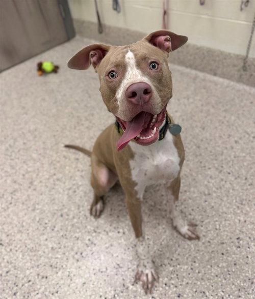 *ROCKY ROAD, a dog for adoption from Adams County Animal Shelter