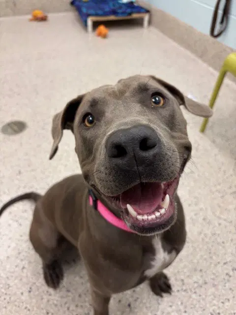 Winter - Pit Bull Terrier