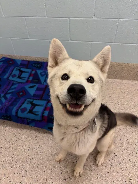 Taz - Siberian Husky