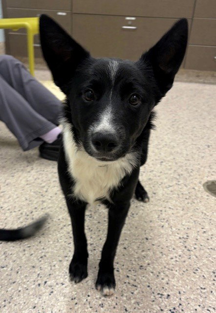 *TEMPEH, a dog for adoption from Adams County Animal Shelter
