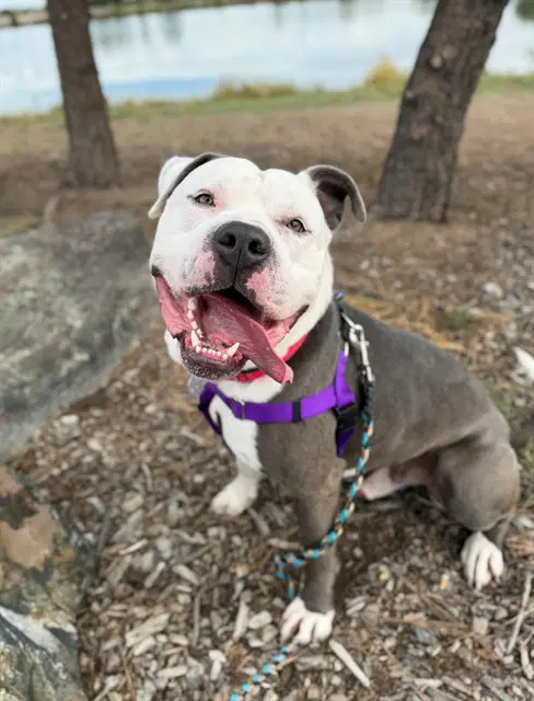 Ferdinand - Pit Bull Terrier