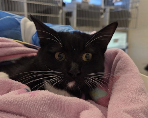 *LYDIA, a cat for adoption from Adams County Animal Shelter