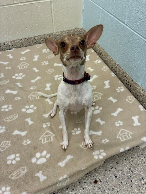 *IRENE, a dog for adoption from Adams County Animal Shelter