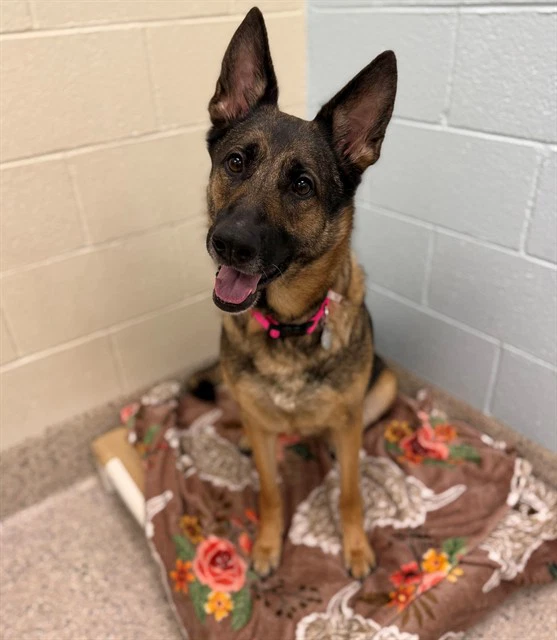 Maya
