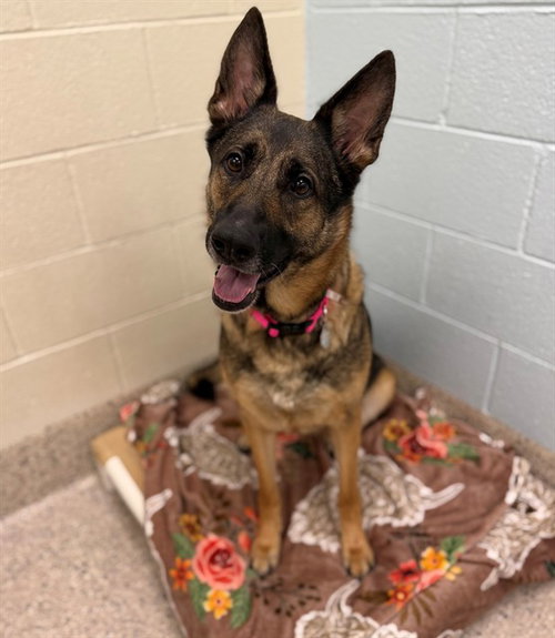 MAYA, a dog for adoption from Adams County Animal Shelter