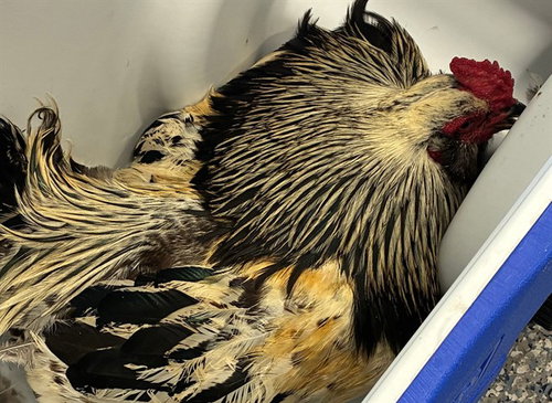 CHICKEN, a poultry for adoption from Adams County Animal Shelter
