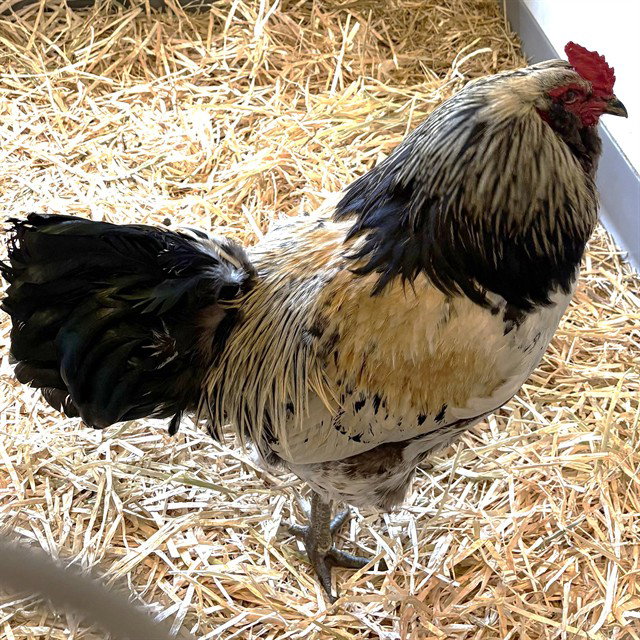 CHICKEN