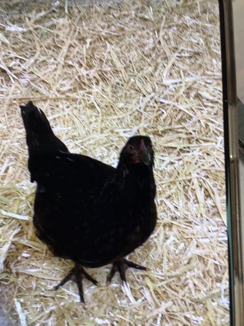*MAPLE, a poultry for adoption from Adams County Animal Shelter