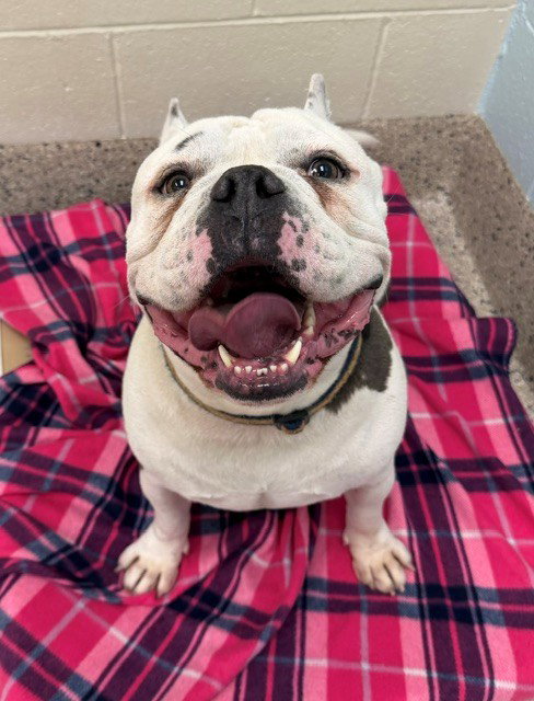 *YORK, a dog for adoption from Adams County Animal Shelter