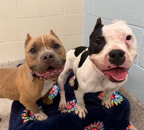 DUTCHESS, a dog for adoption from Adams County Animal Shelter