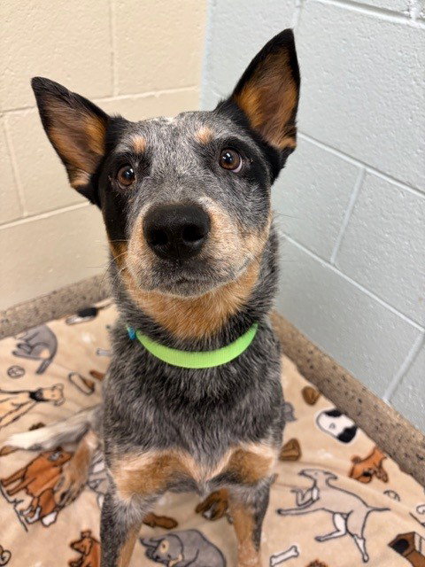 *DILL PICKLE, a dog for adoption from Adams County Animal Shelter
