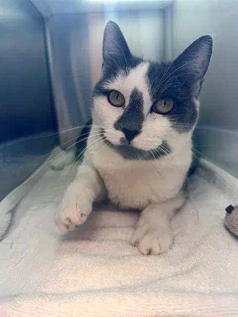 Pickles - Domestic Short Hair