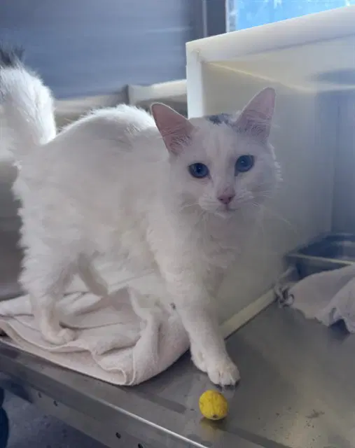 Lu Lu - Domestic Medium Hair