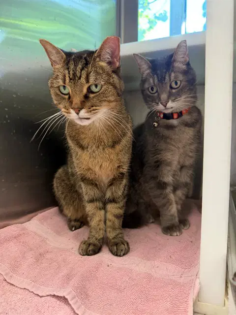 Momo - Domestic Short Hair