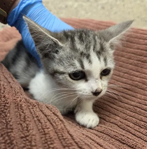 Dolly - Domestic Short Hair