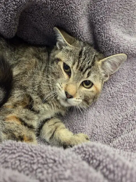 Peeps - Domestic Short Hair