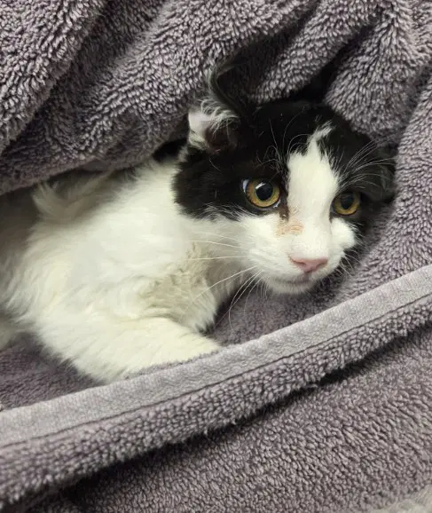 Logan - Domestic Short Hair