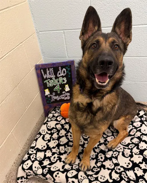 Bryant - German Shepherd Dog