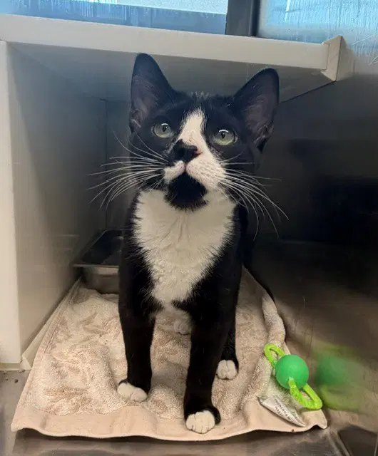 Kendrick - Domestic Short Hair