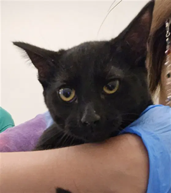 Sabbath - Domestic Short Hair
