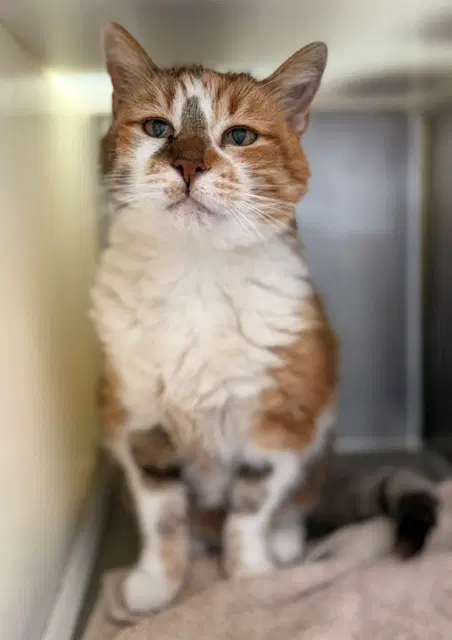 Koala - Domestic Short Hair