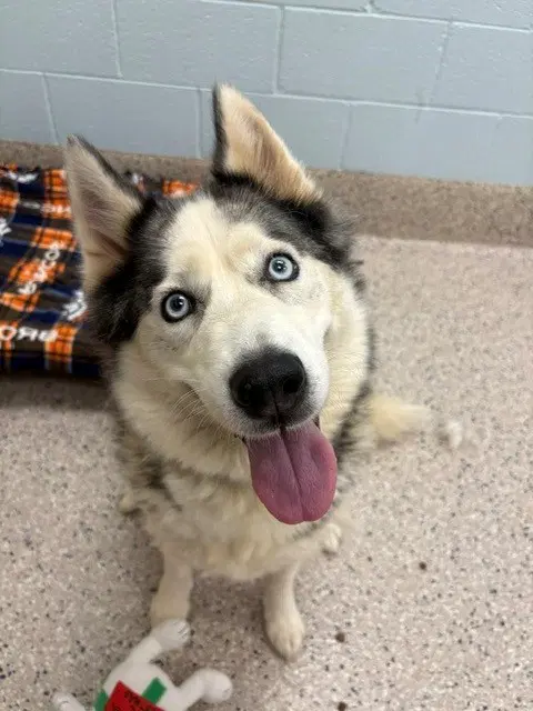Miss Luna - Siberian Husky