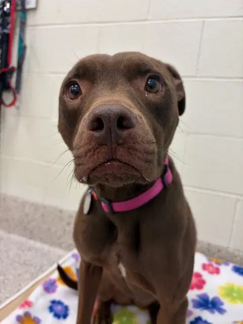 Tiny - American Pit Bull Terrier