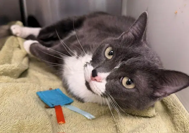 Angel - Domestic Short Hair