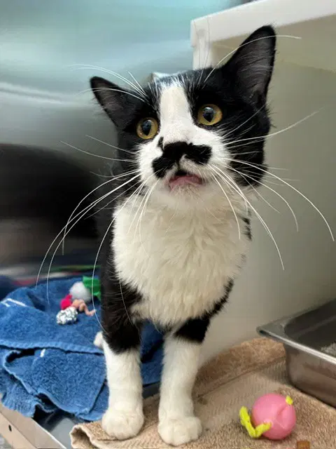 Flint - Domestic Long Hair