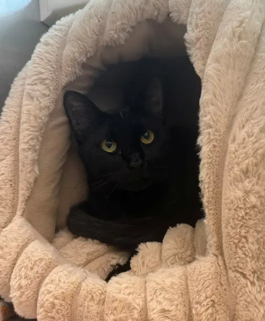 Jaguar - Domestic Short Hair