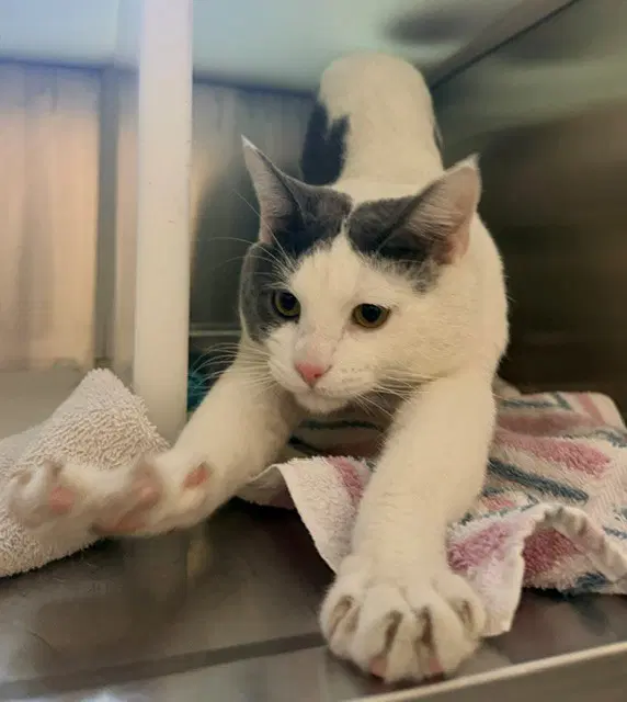 Coco - Domestic Short Hair