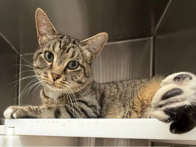 Carew - Domestic Short Hair